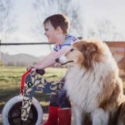 Draisienne En Bois Wishbone Bike® 3 En 1 Pangolin - Draisienne En Bois -Bois Jouets Magasin draisienne en bois wishbone bike 3 en 1 pangolin draisienne en bois 4