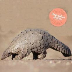 Draisienne En Bois Wishbone Bike® 3 En 1 Pangolin - Draisienne En Bois -Bois Jouets Magasin draisienne en bois wishbone bike 3 en 1 pangolin draisienne en bois 5